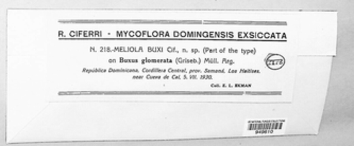Meliola buxi image